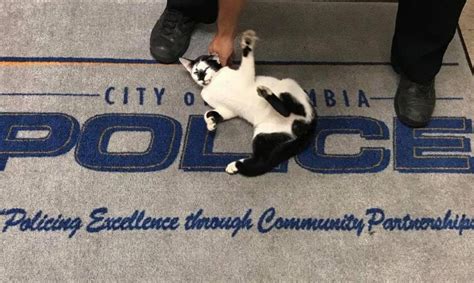kitty walks into police department poses for selfies