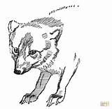 Coloring Fox Pages Arctic Face sketch template
