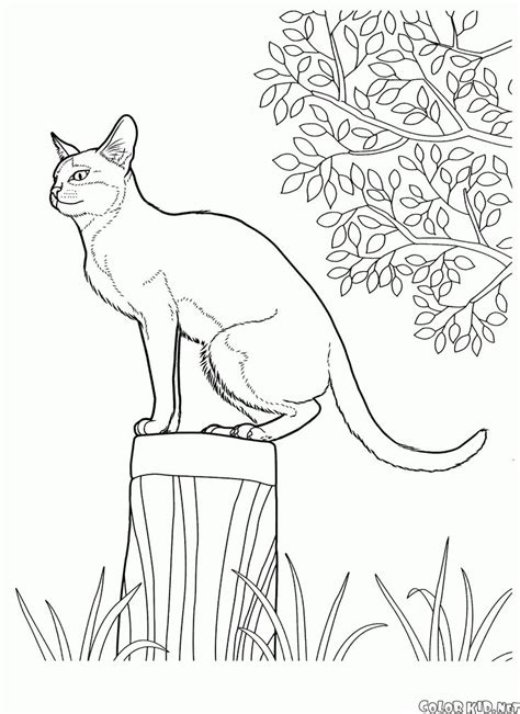 coloring pages world  animals  introduce children