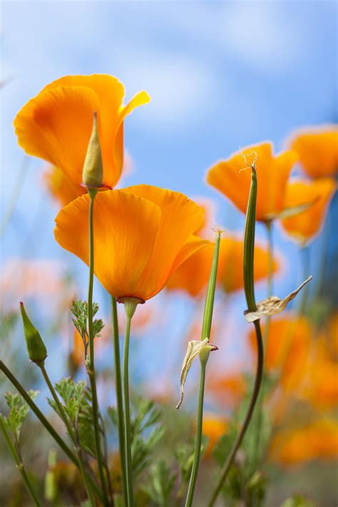 California Poppies In The Gardens Photograph By Taylor S