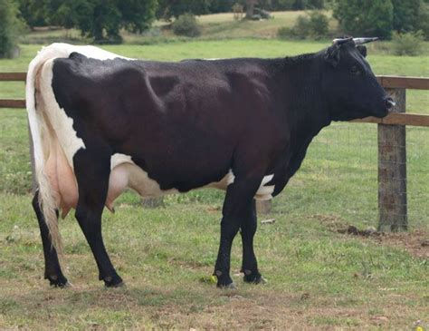 pin  thomas   cattle breeds pinterest  calf dairy cattle