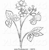 Plant Outline Strawberry Coloring Clip Drawing Blossoms Plants Picsburg Clipground Pages Printable Getdrawings Getcolorings sketch template