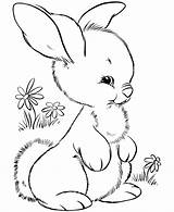 Bunny Rabbit Coloring Drawings Pages Popular Easter sketch template