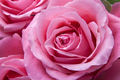 images gratuites fleur petale floraison rose flore fermer des