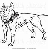 Pitbull Bull Clipart Pit Vector Graphics Drawing Clip Clipartmag Face sketch template