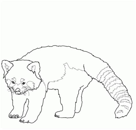 red panda coloring pages coloring home