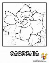 Gardenia Designlooter Yescoloring sketch template