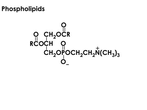 Ppt Lipids Powerpoint Presentation Free Download Id 761629