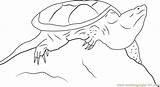 Snapping Turtle Coloringpages101 sketch template
