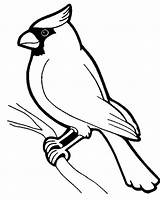 Coloring Cardinal Bird Pages Outline Birds Adult Kids sketch template