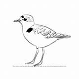 Plover Draw Snowy Step Drawing Piping sketch template