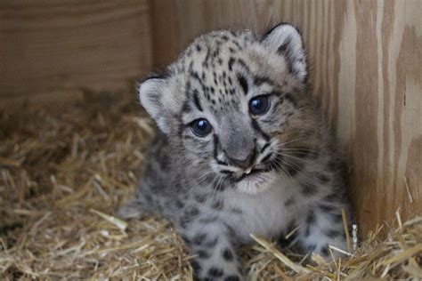 adorable snow leopard born  omaha zoo local news nonpareilonlinecom