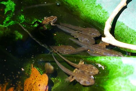 tadpoles tadpoles   stages  development   flickr