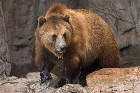 grizzly bears shed  winter coats reid park zoo