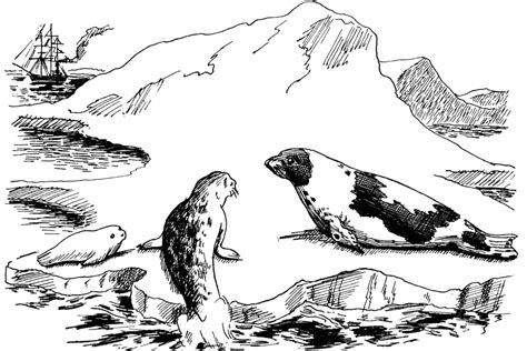 cute baby killer whales pages coloring pages
