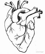 Heart Anatomical Line Drawing Getdrawings sketch template