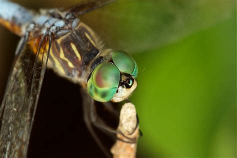 green dasher dragonfly captured with a canon eos 30d cano… flickr