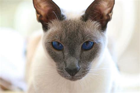 images  lilac point siamese cats  pinterest kittens