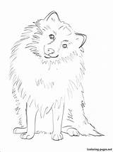 Coloring Pomeranian Designlooter Drawings 750px 52kb sketch template