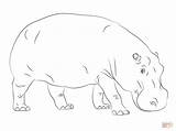 Hippo Coloring Hippopotamus Pages Printable Cute Drawing Kids Getdrawings Color Baby Cartoon Animals Animal Outline Hippos Supercoloring Step Print Hippopotamuses sketch template