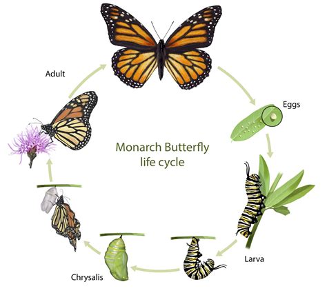 monarch butterfly life cycle caterpillar migration endangered