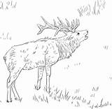 Elk Coloring Tule sketch template