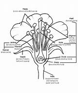 Flower Parts Diagram Labeled Worksheet Lily Plant Label Outline Coloring Blank Year Science Vascular Template Printable Organelle Respiration Its Make sketch template
