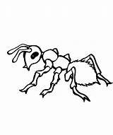 Ant Ants Fourmi Coloriages Colorier Coloringbay sketch template