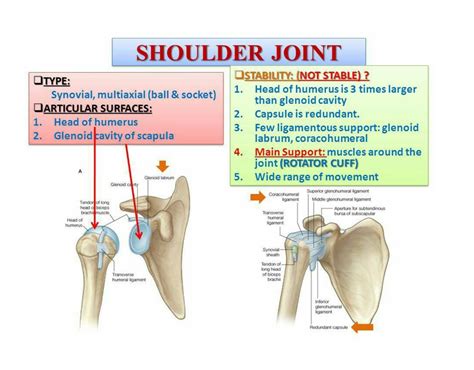 shoulder joint imedscholar