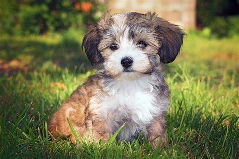 havanese dog breed information characteristics daily paws