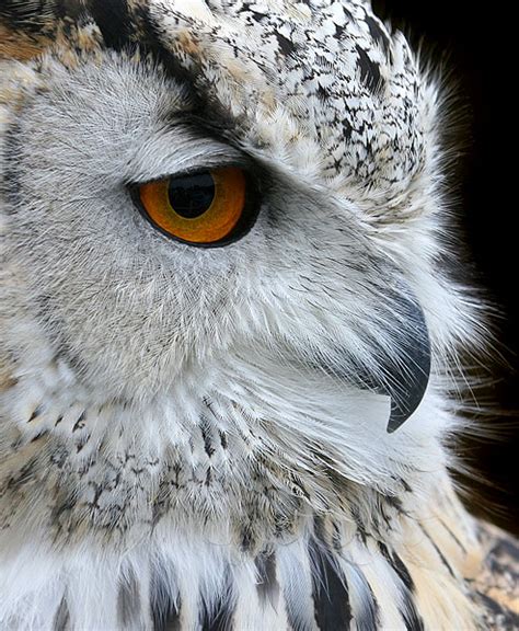 owl sanctuary  britain warns  harry potter pets topnews