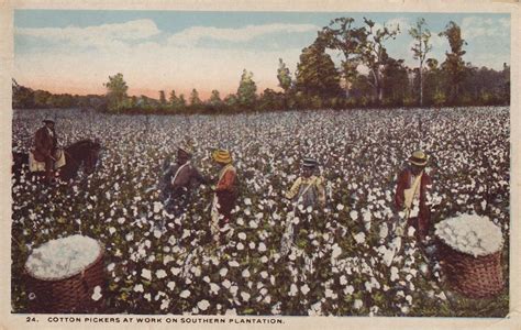 cotton pickers  work  southern plantation vintage post flickr
