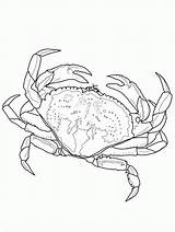 Krab Crabe Crabs Horseshoe Kolorowanki Coloriage Imprimer Buey Dungeness Dzieci Bestcoloringpagesforkids Supercoloring Coloriages Mascaras Embroidery Wydruku sketch template