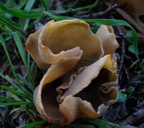 peziza  genus  cup mushrooms  hard  id   flickr