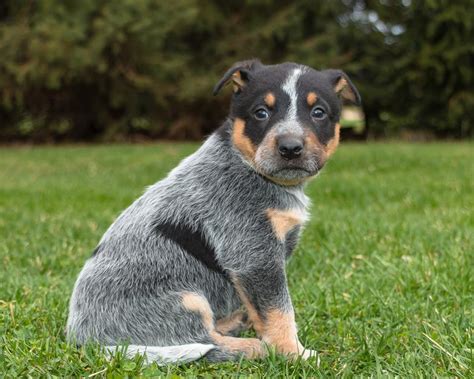 cattle dog puppies
