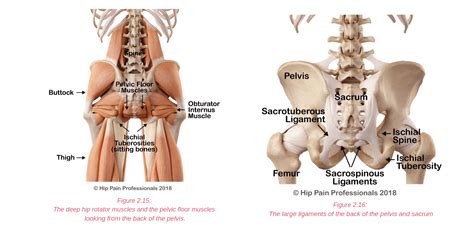 hip pain explained including structures anatomy   hip  pelvis