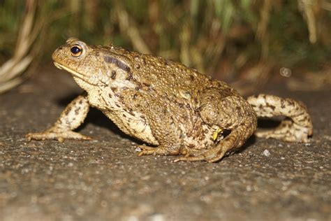 wildlife wednesday  toads  toad hall baby routes