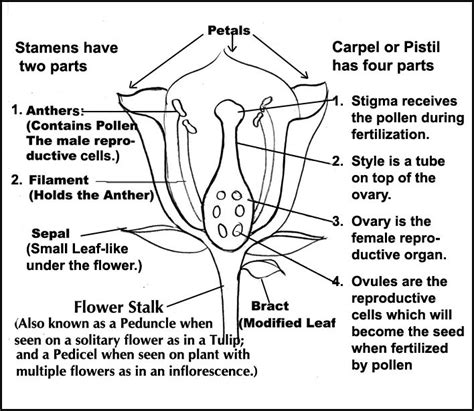 parts   flower diagram  explanations cc cycle  science pinterest homeschool