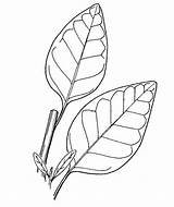 Tobacco Drawing Leaf Rustica Nicotiana Draw Plant Getdrawings Copyright Leaves sketch template