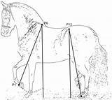 Colombian Gaits Defining Thehorse sketch template