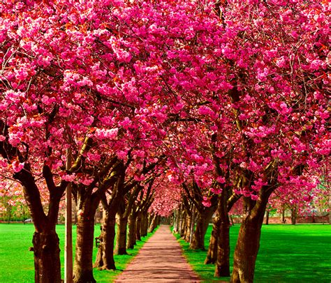 fondos de pantalla primavera floracion de arboles avenida naturaleza