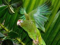 parrots  flight ideas parrot beautiful birds pet birds