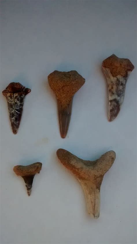 fossil teeth   belongs  dinosaur home