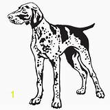 Pointer Shorthaired Gsp sketch template