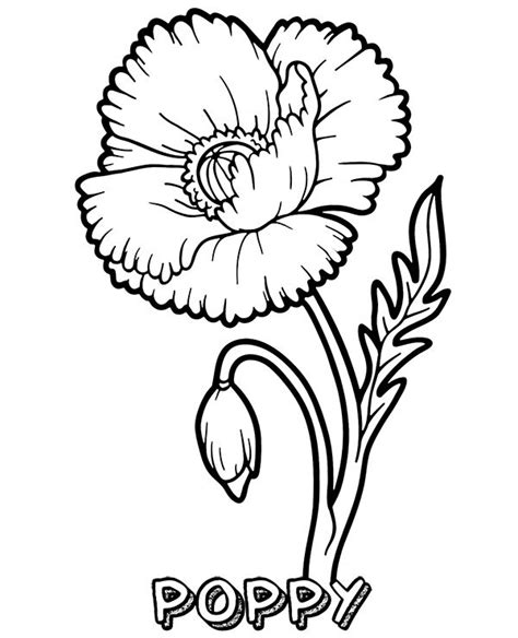 printable poppy flower coloring page poppy coloring page coloring
