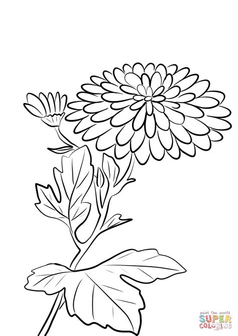 chrysanthemum morifolium coloring page  printable coloring pages
