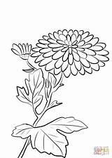 Chrysanthemum Crisantemo Crisantemi Morifolium Fiori sketch template