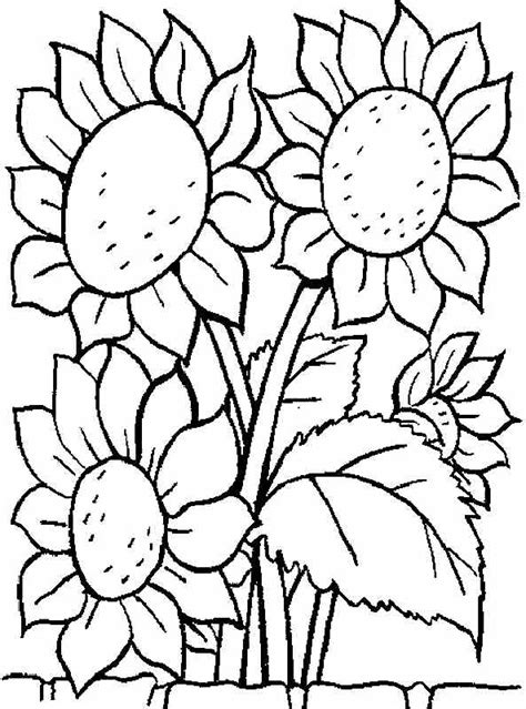 sunflower coloring pages  kids  getcoloringscom  printable