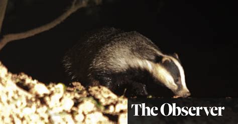 nocturnal wildlife spotting around the uk life and style the guardian