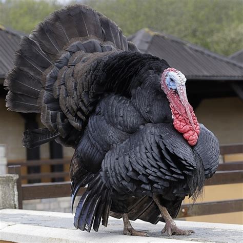 Black Turkey Buy Heritage Turkey Breeds Heritage Turkey
